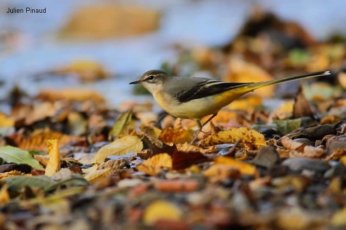 La bergeronnette des ruisseaux fréquente les eaux agitées