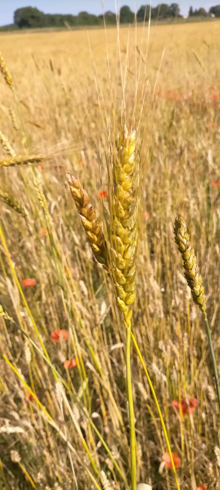 blé variétés anciennes