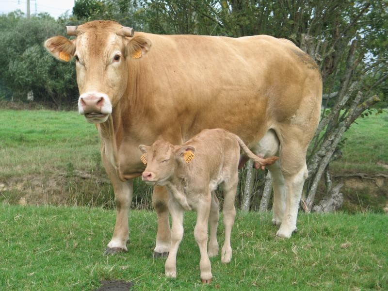 blonde aquitaine