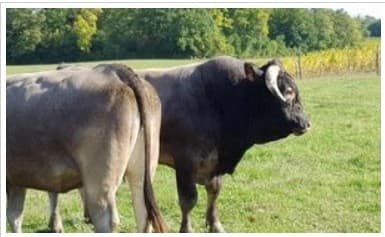 boeuf de Bazas et Jasper