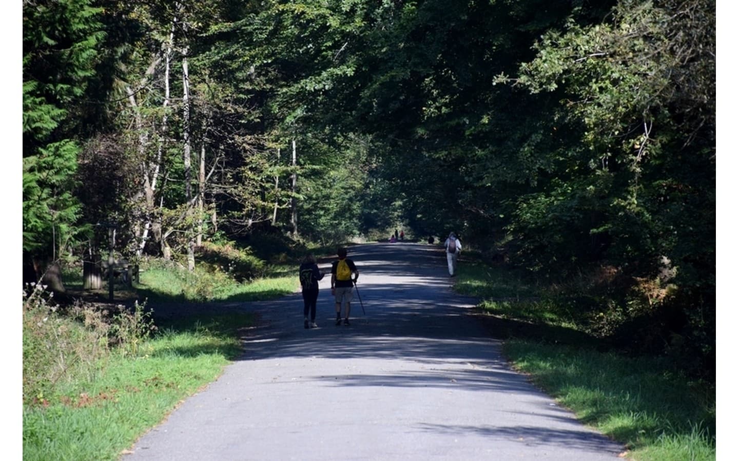 Forêt domaniale de Bastard - Pau - Allée et marcheurs