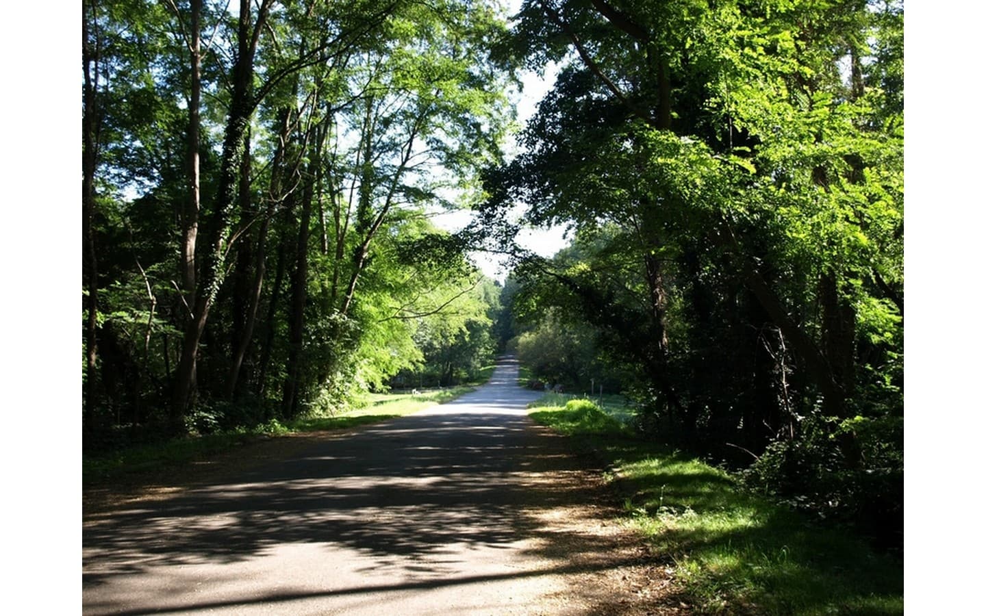 Forêt domaniale de Bastard - Pau - Allée
