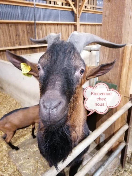 Bouc bienvenue