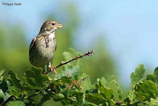 Le chant du bruant proyer accompagne partout le promeneur