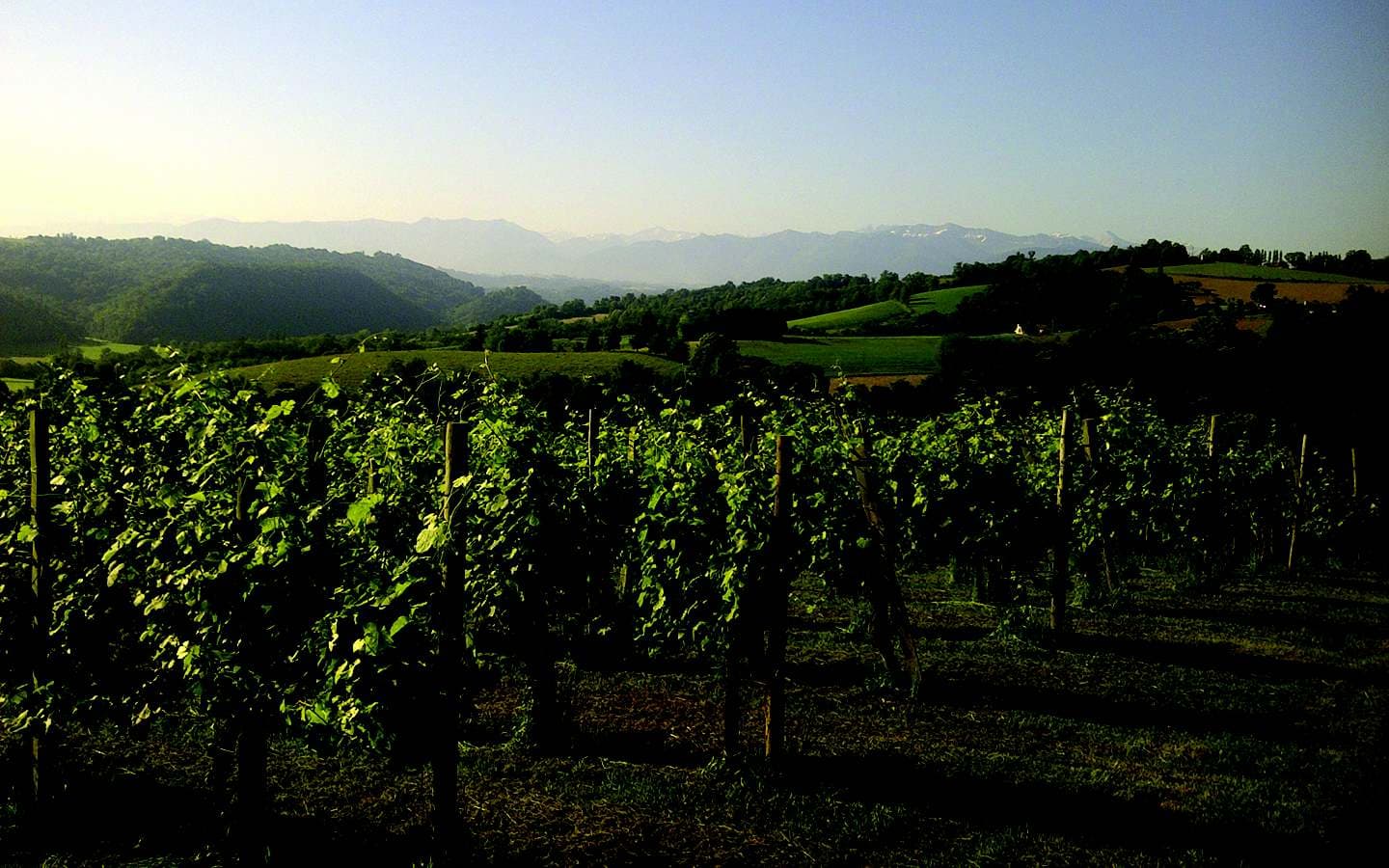 Domaine Burgué Séré - St Faust - la vigne