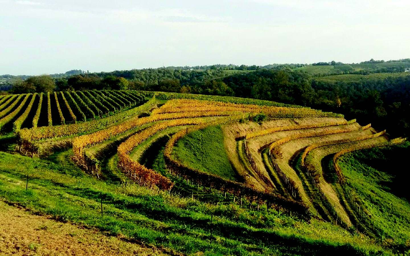 Domaine Burgué Séré - St Faust - vignoble