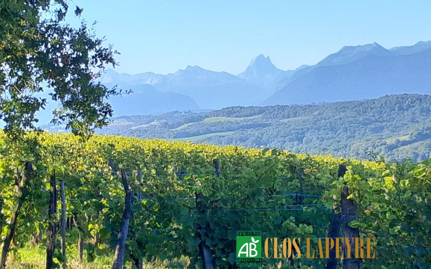 Clos Lapeyre Vins de Jurançon - oenotourisme - Vallée d'Ossau vignoble été