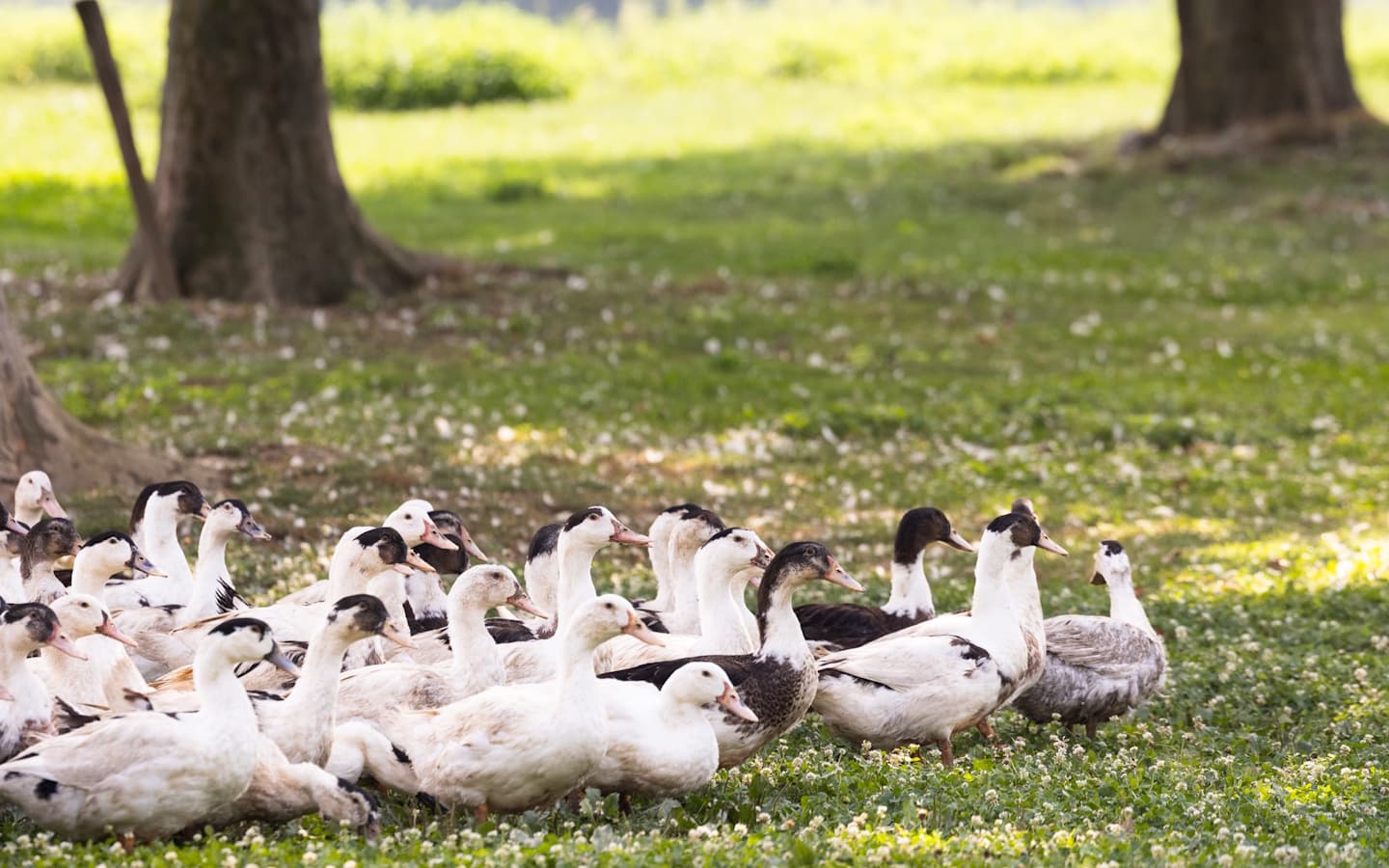 Canards