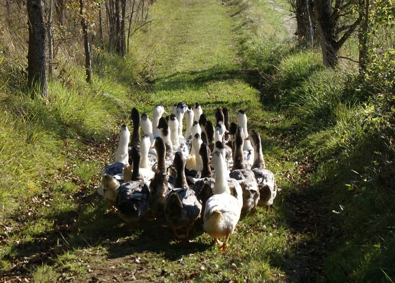 canards SIRT