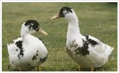 canards gras