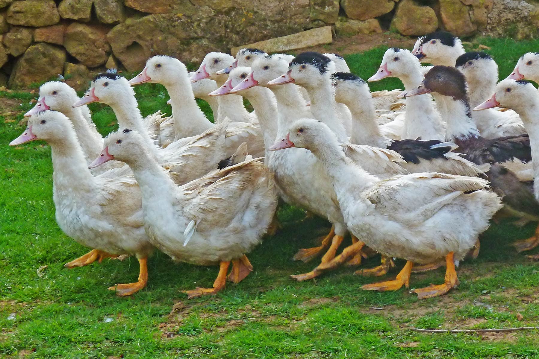 canards_la ferme Bidaud_Séverine Bidaud