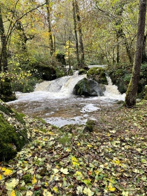 cascade au fond du jardin