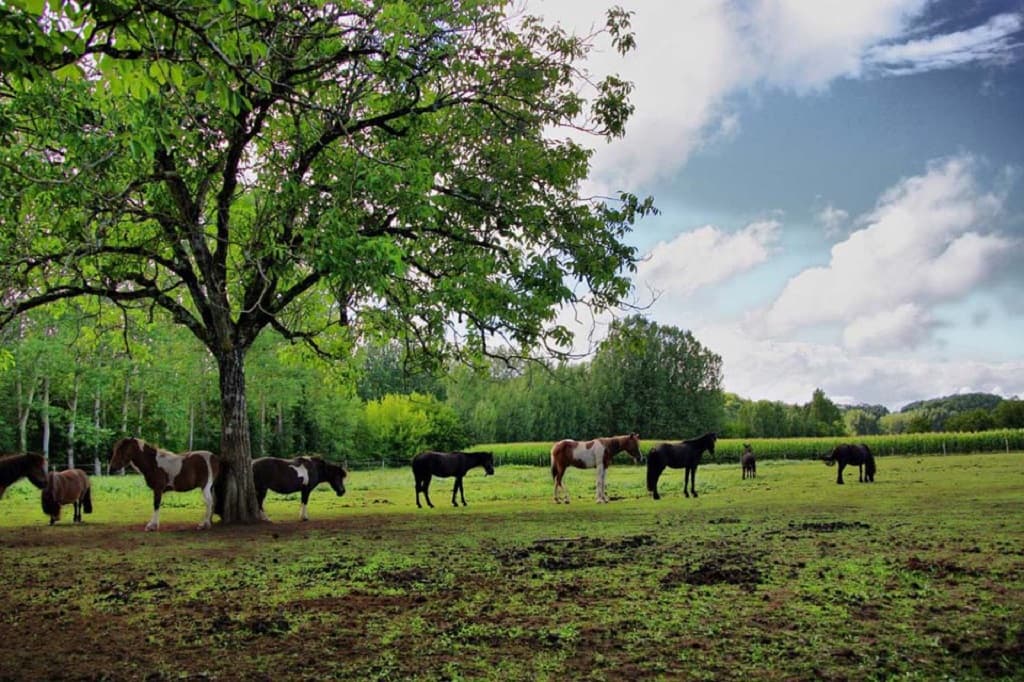 cavaliersde lavezere_sergeac 1