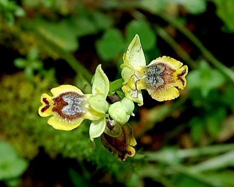 cclt_pna_orchidées