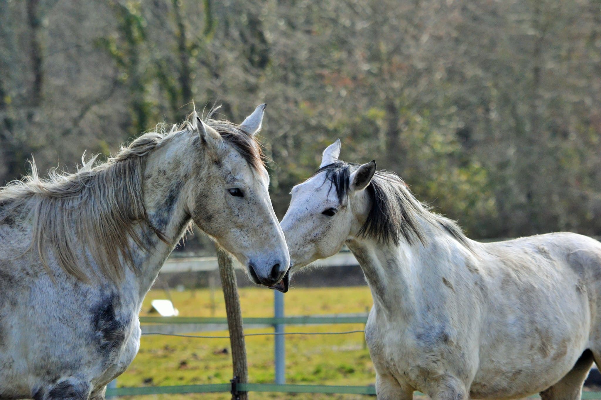 centre-equestre-de-st-laurent1