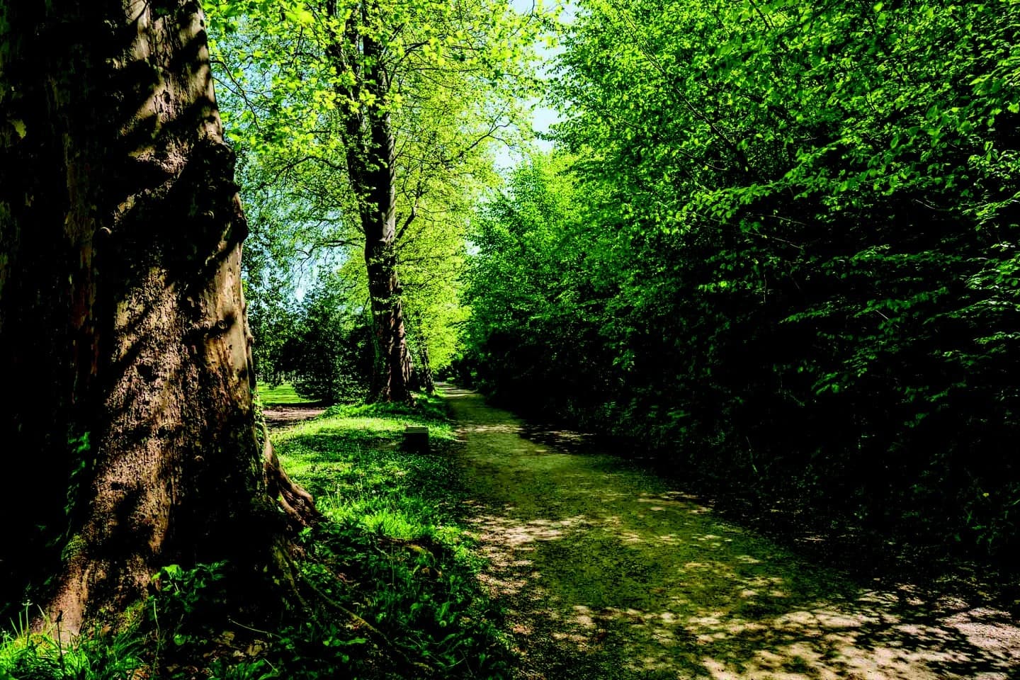 Parc du Château - Pau - allée 2