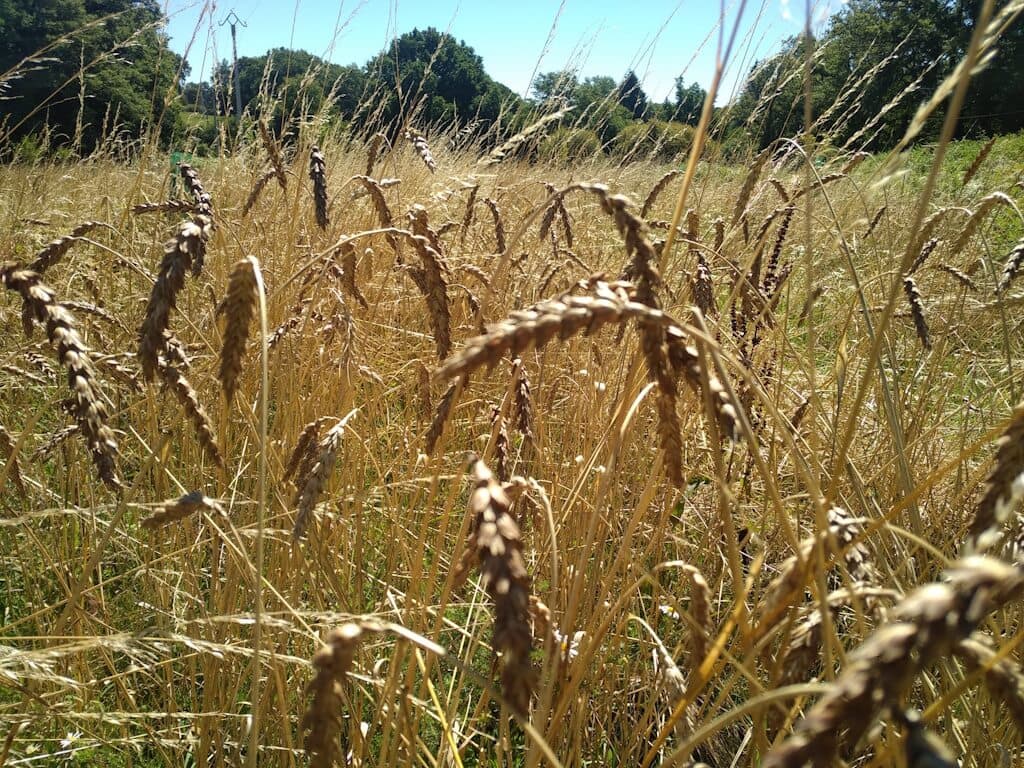 champs blé