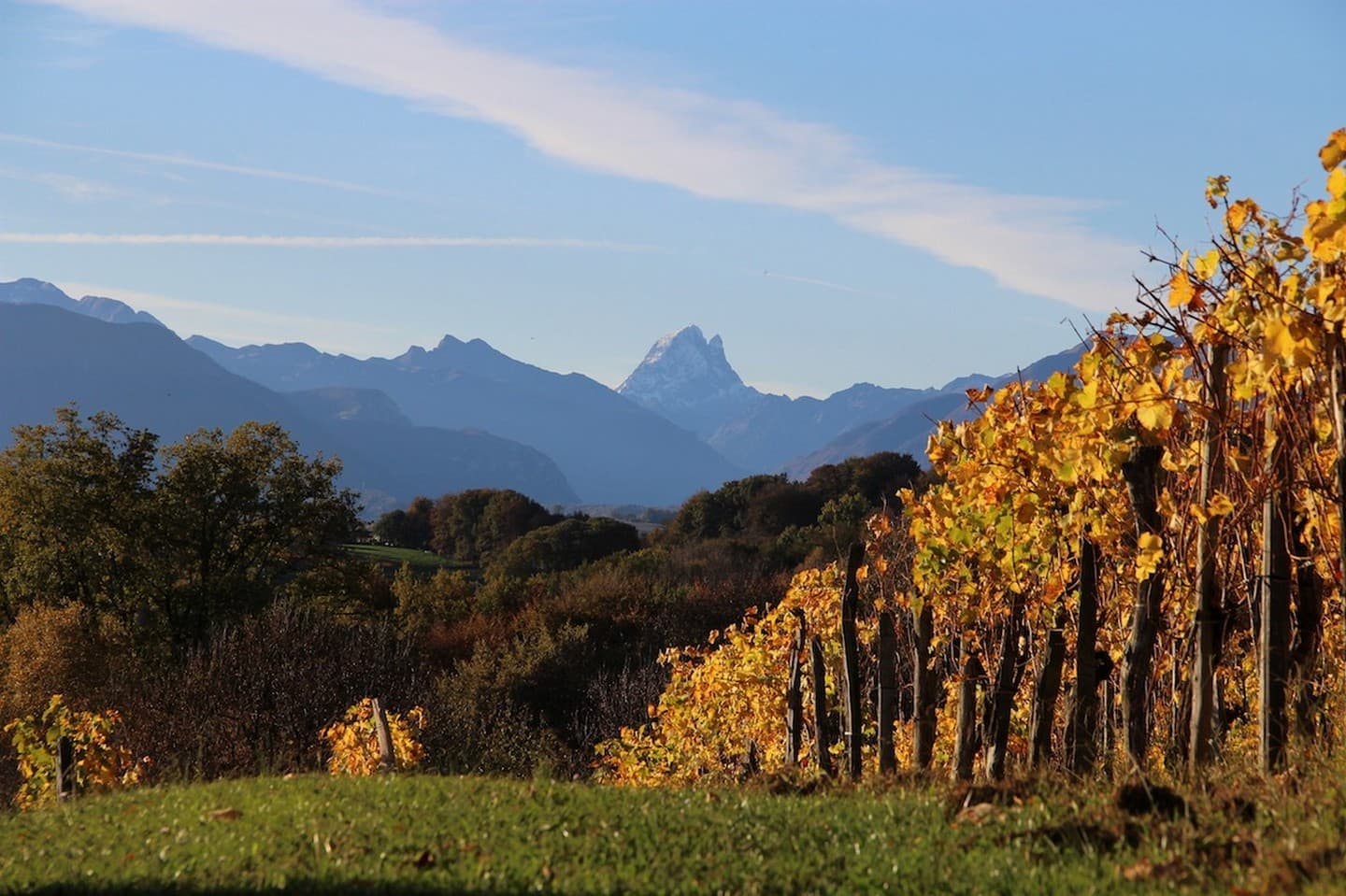 Château Jolys - Gan - la vigne