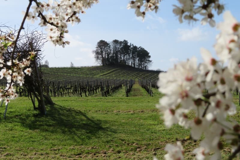 chateau-pinet-la-roquette-berson-800x600
