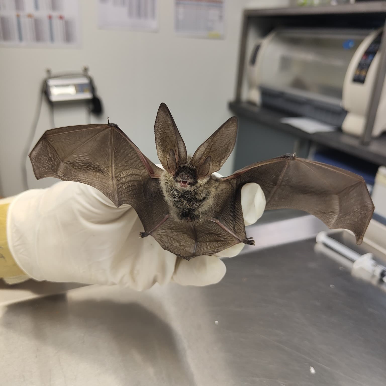 chauve souris
