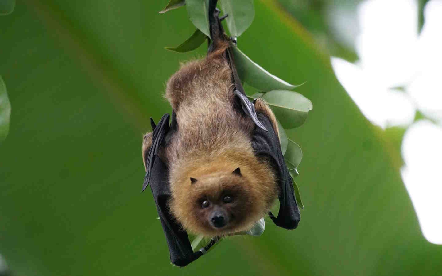 chauve souris