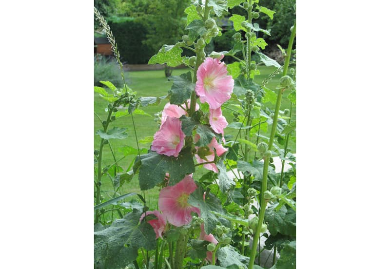The Wild Seeds_6