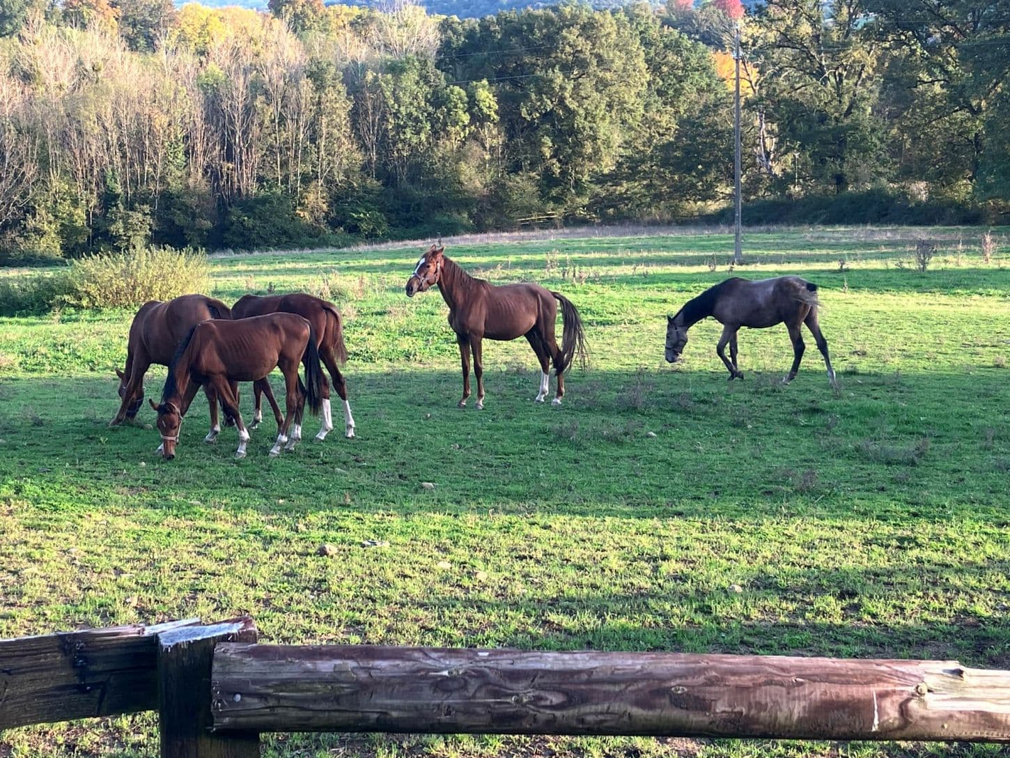 cheval arcy