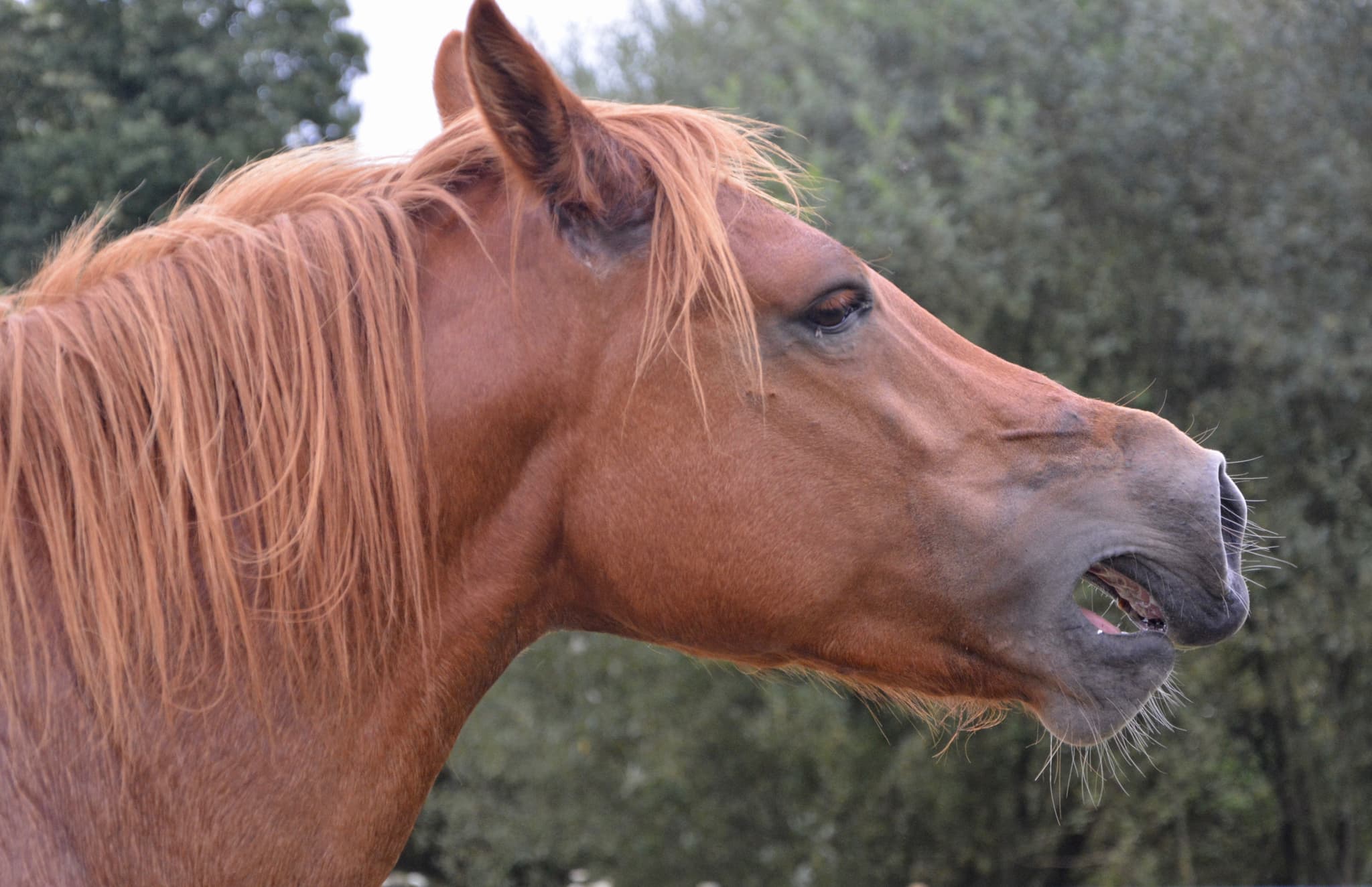 cheval
