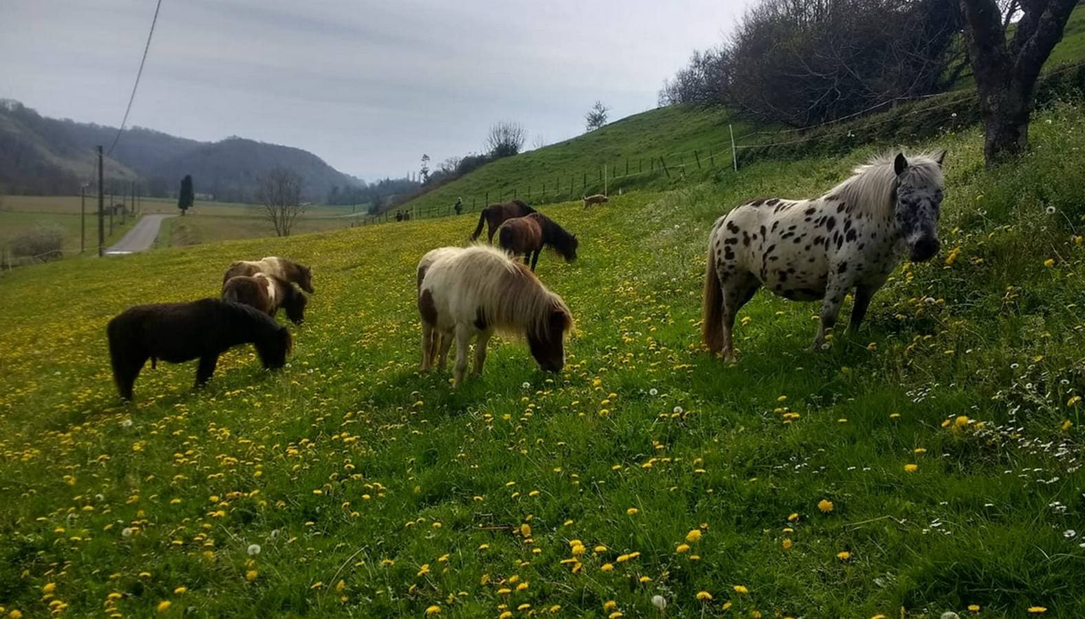 Les P'tits cavaliers - Aubertin - les poneys 2
