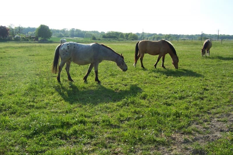 cheval24