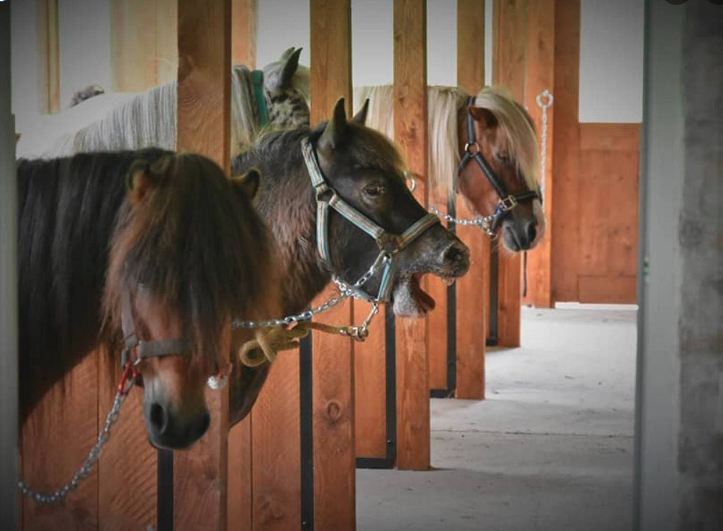 Les P'tits cavaliers - Aubertin - les poneys 3