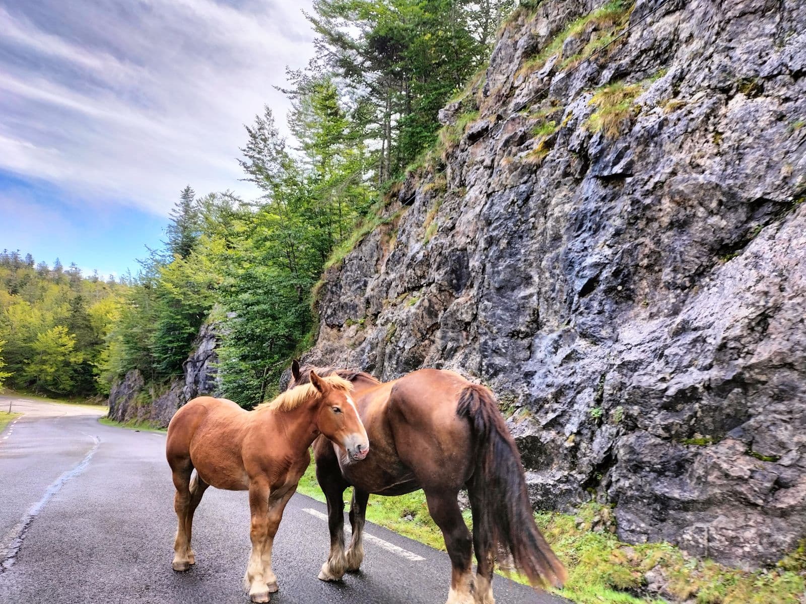 animaux en liberté été