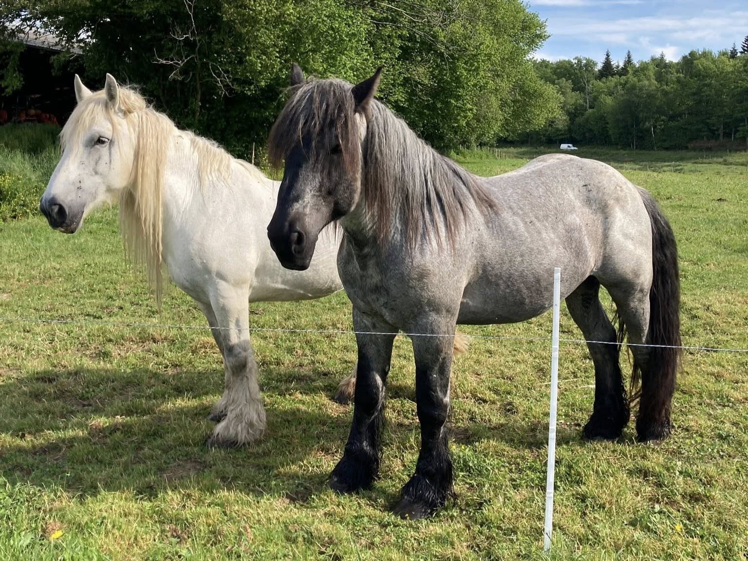 chevaux