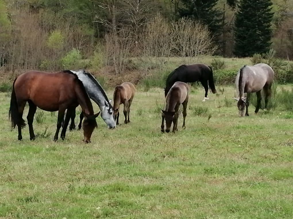 chevaux