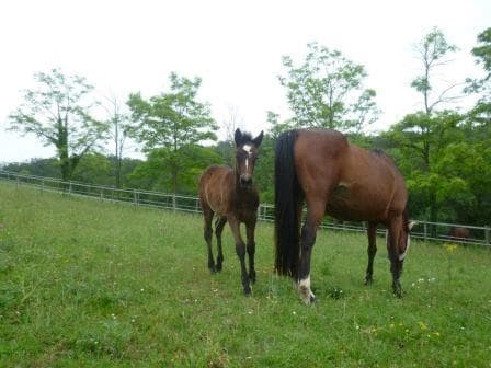 chevaux