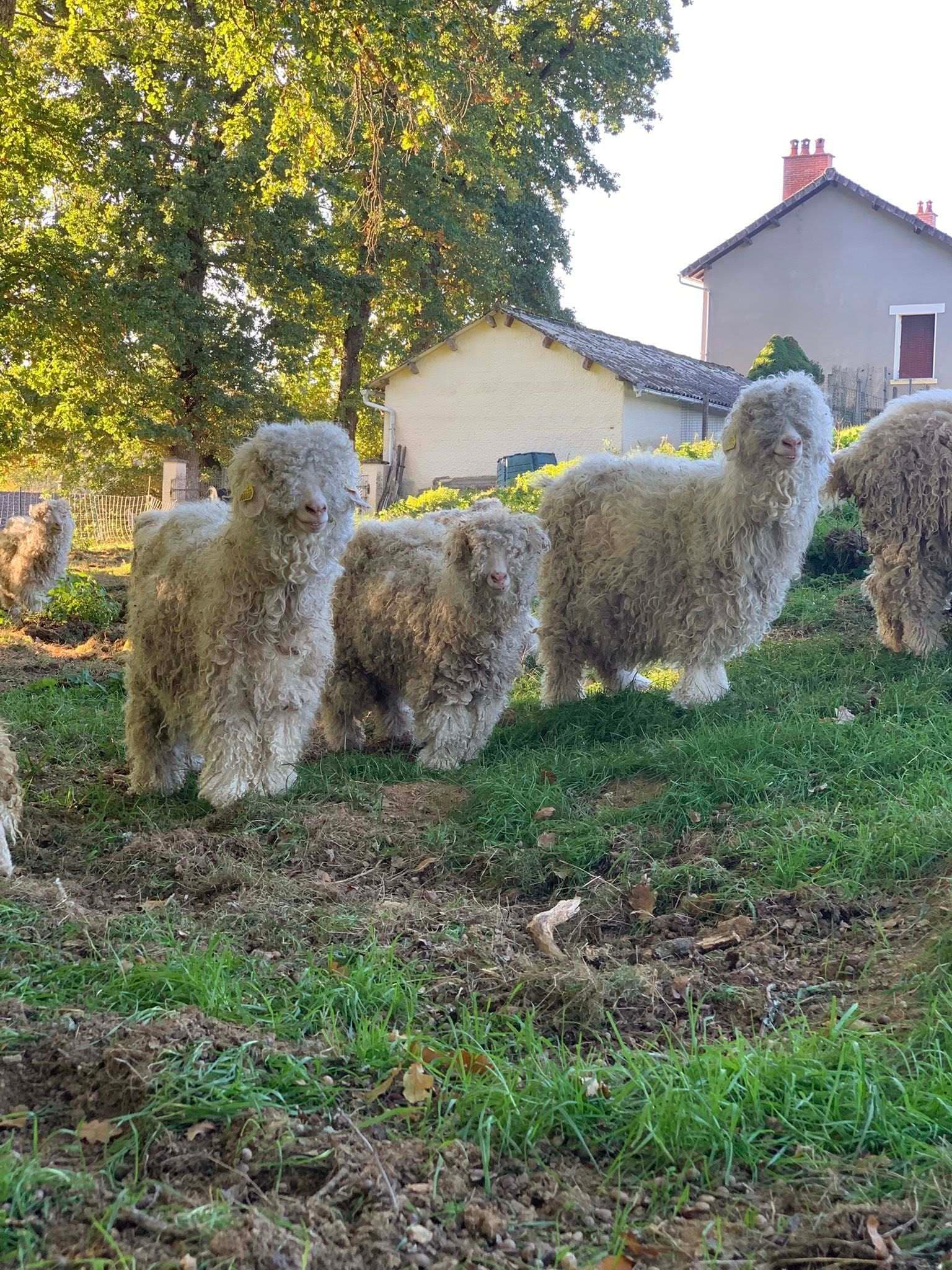 chevre