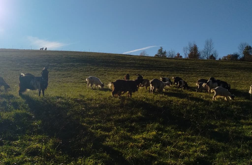 chevre