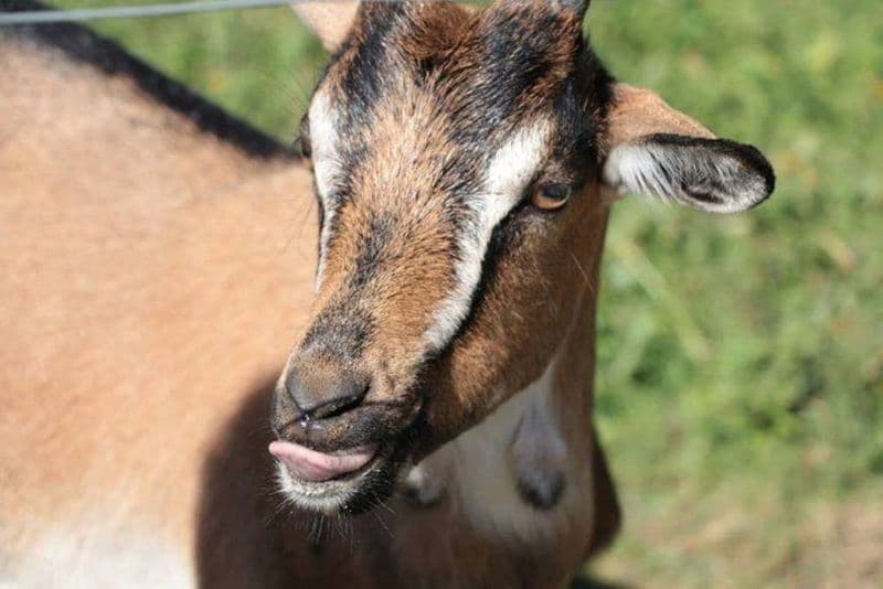 chevre