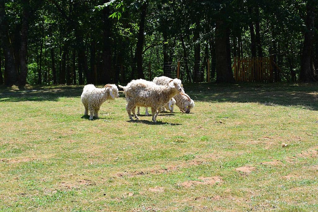 Mielys Sphere Ferme pédagogique Périgord Dordgne ateliers enfant vacances