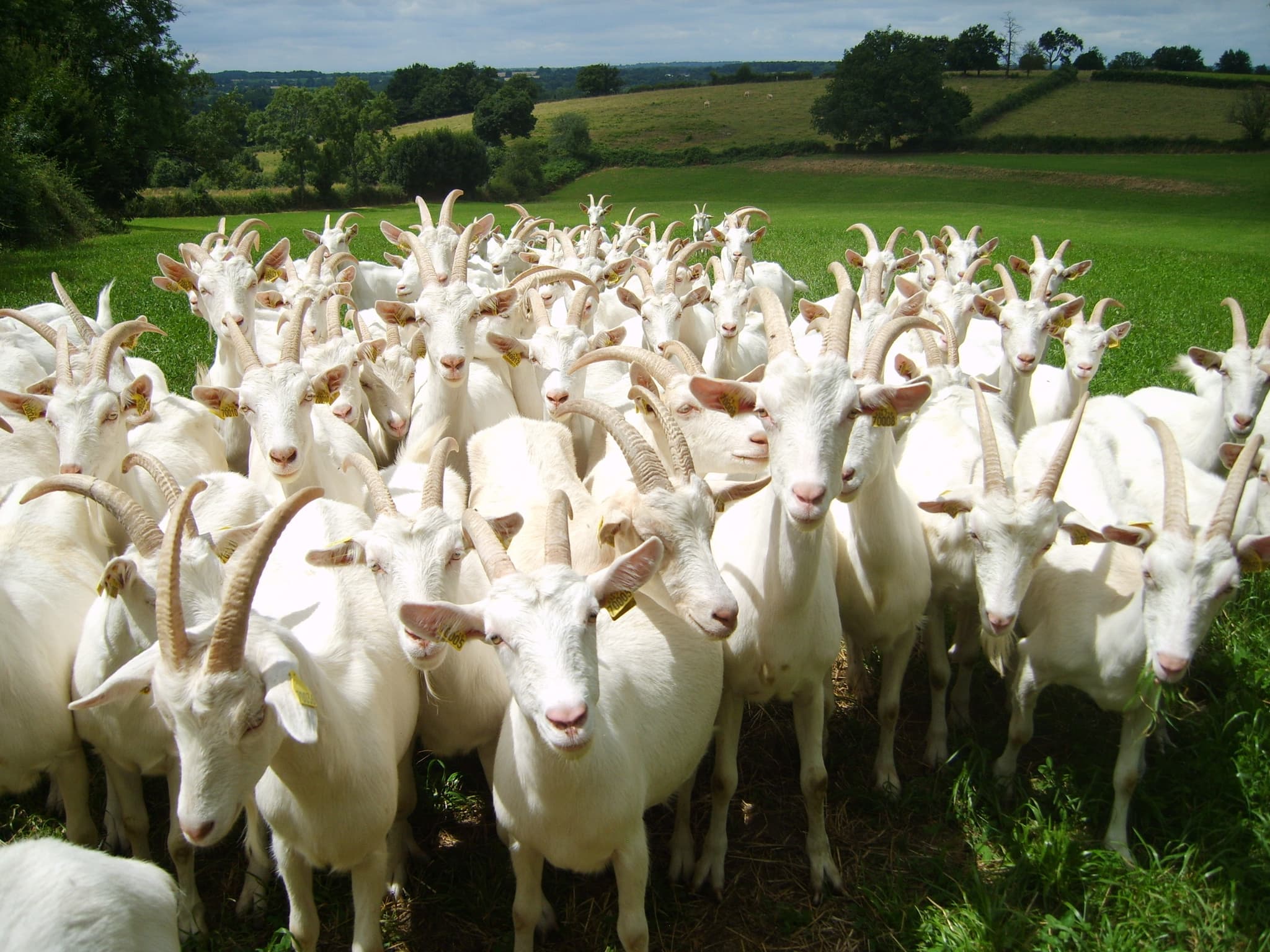 chèvre2