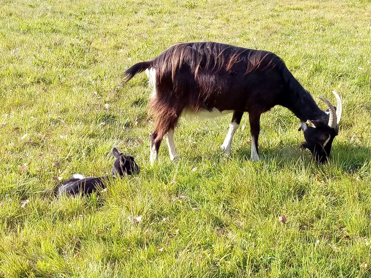 La Chèvrerie du Poney Fringant