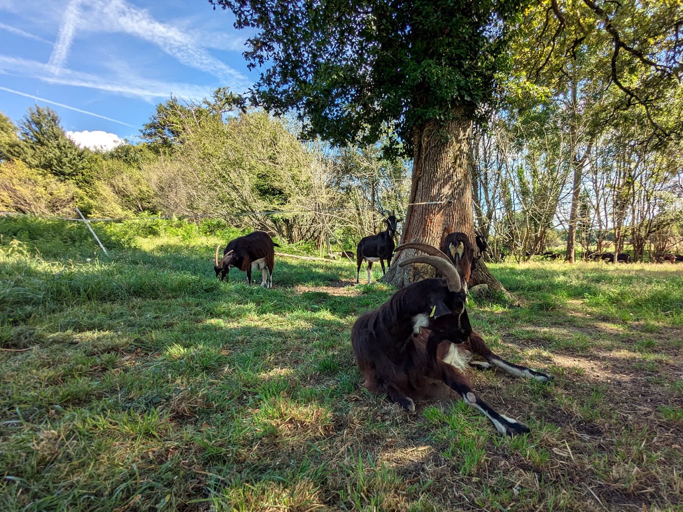 Chèvres de la Chèvrerie du Poney Fringant