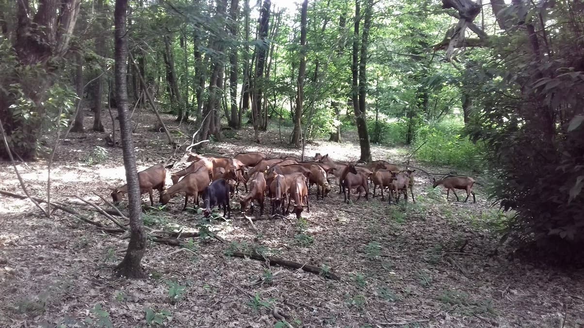 chevres-dans-les-bois