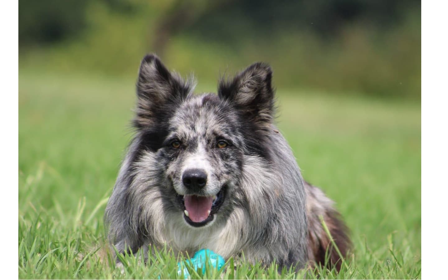 chien de troupeau 1