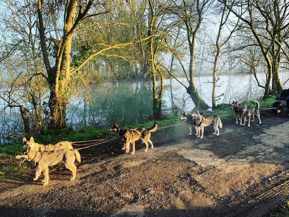 Balade en chiens de traineau