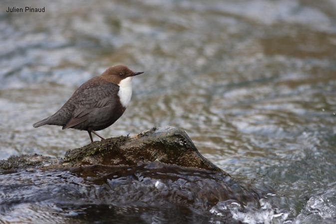 Aussi appelé merle d'eau, le cincle plongeur est à recherché le long des torrents
