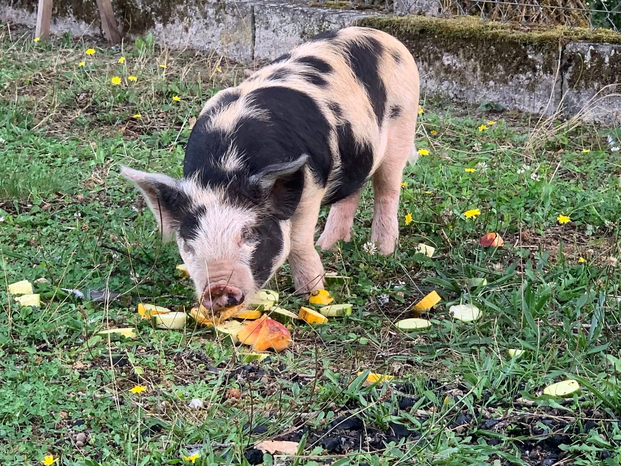 cochon