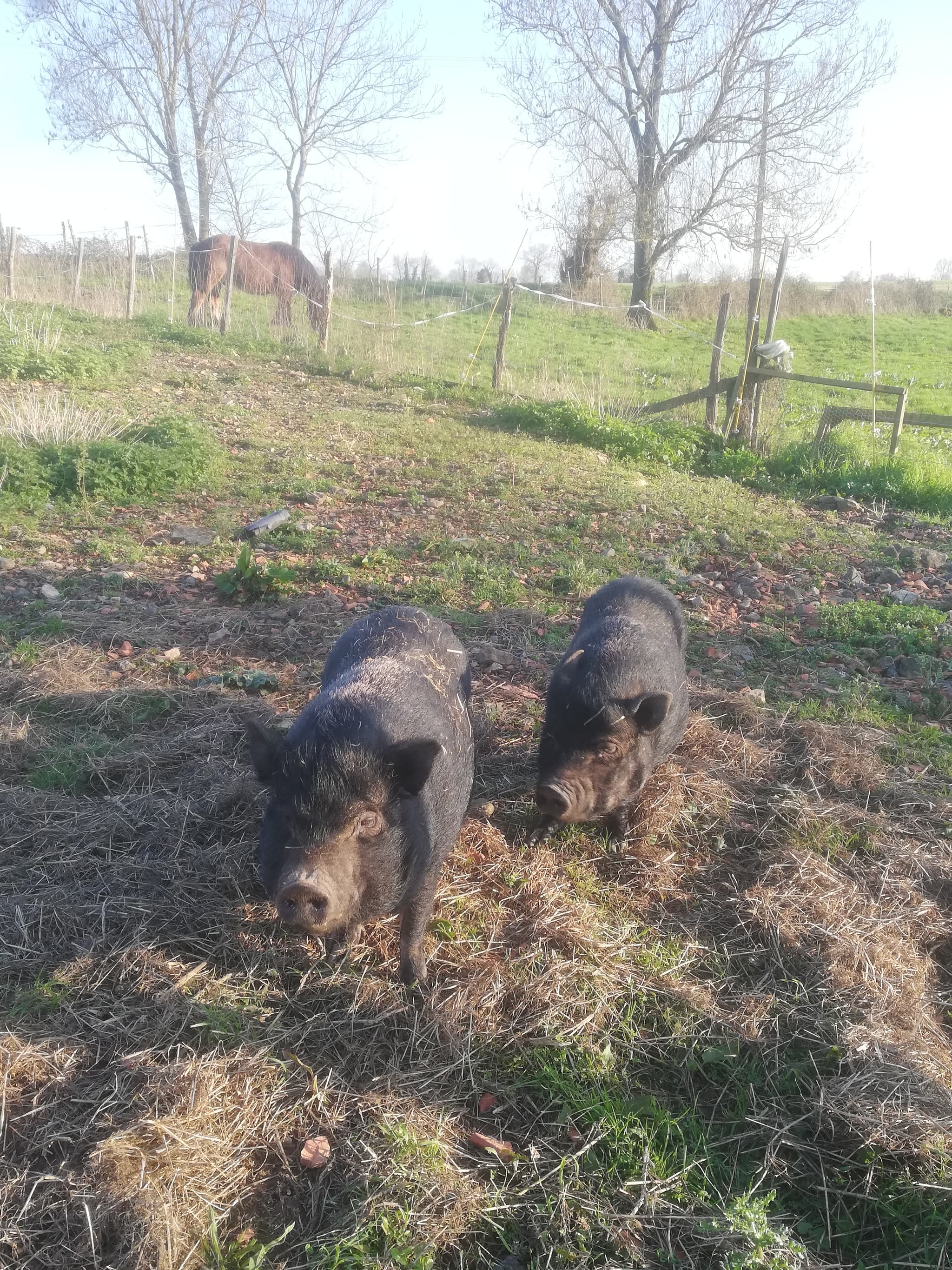 cochons