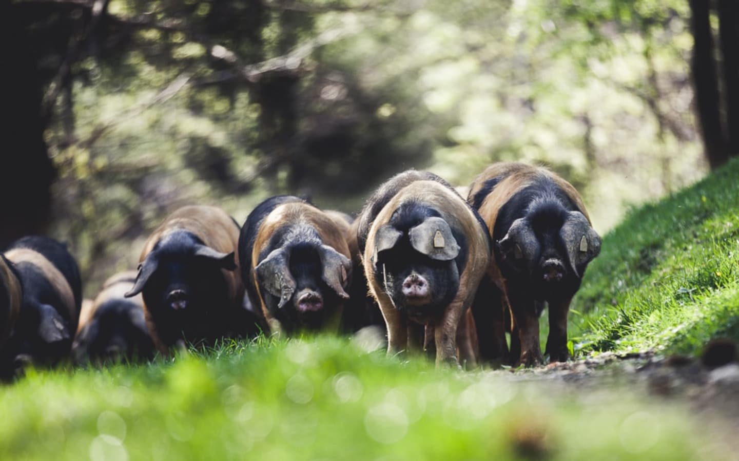 Porc basque Kintoa