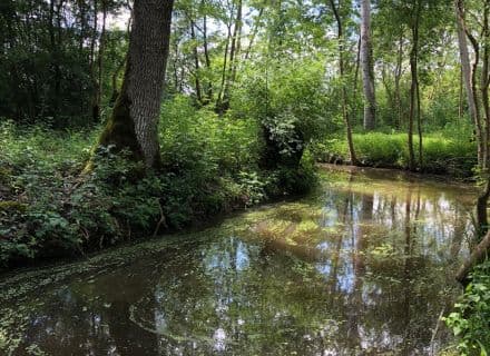 Une voie d'eau du marais mouillé